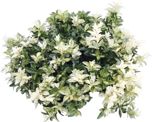 Japanischer Spindelstrauch Euonymus japonicus mit panaschierten Blättern.