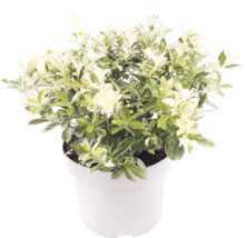 Klebsame Pittosporum tenuifolium mit weiß-grün panaschierten Blättern in einem weißen Topf.