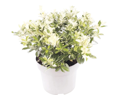Klebsame Pittosporum tenuifolium mit weiß-grün panaschierten Blättern in einem weißen Topf.