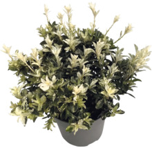 Japanischer Spindelstrauch Euonymus japonicus in einem grauen Pflanztopf mit grünen Blättern und weißen Triebspitzen.