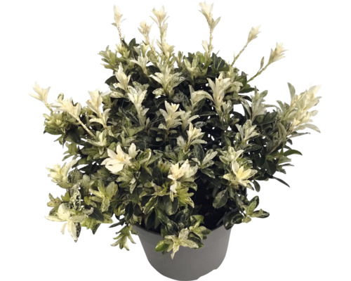 Japanischer Spindelstrauch Euonymus japonicus in einem grauen Pflanztopf mit grünen Blättern und weißen Triebspitzen.