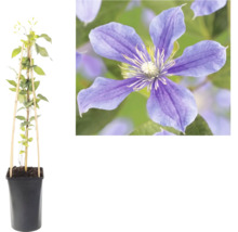 Clematis Waldrebe Kletterpflanze im Topf mit Bambusstütze und Nahaufnahme der violetten Blüte.