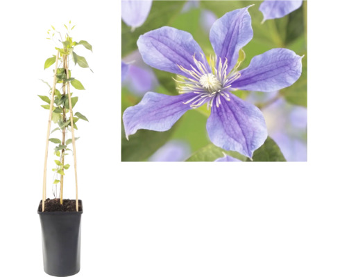 Clematis Waldrebe Kletterpflanze im Topf mit Bambusstütze und Nahaufnahme der violetten Blüte.
