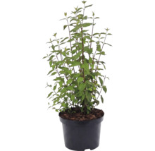 Rispenhortensie Hydrangea paniculata in einem schwarzen Kunststofftopf.