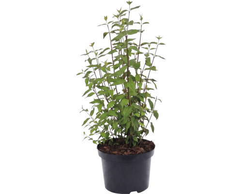 Rispenhortensie Hydrangea paniculata in einem schwarzen Kunststofftopf.