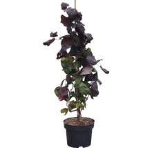 Rote Korkenzieher-Hasel (Corylus avellana Contorta) im schwarzen Kunststofftopf mit gedrehten Zweigen und dunklen Blättern.