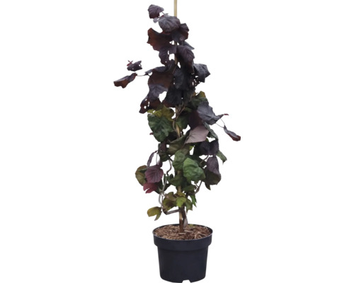 Rote Korkenzieher-Hasel (Corylus avellana Contorta) im schwarzen Kunststofftopf mit gedrehten Zweigen und dunklen Blättern.