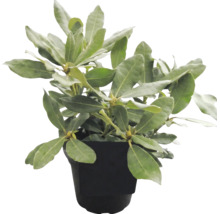 Rhododendron-Pflanze in einem schwarzen Kunststofftopf mit grünen Blättern und Knospen.