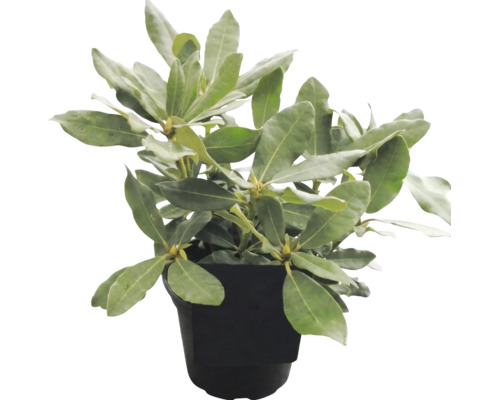 Rhododendron-Pflanze in einem schwarzen Kunststofftopf mit grünen Blättern und Knospen.