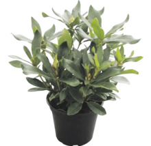 Immergrüner Rhododendron mit Blütenknospen im schwarzen Kunststofftopf.