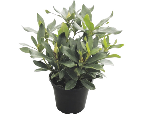 Immergrüner Rhododendron mit Blütenknospen im schwarzen Kunststofftopf.
