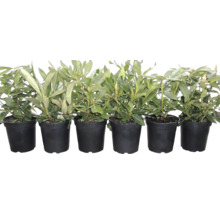 Sechs junge Rhododendron-Pflanzen in schwarzen Kunststofftöpfen nebeneinander aufgereiht.