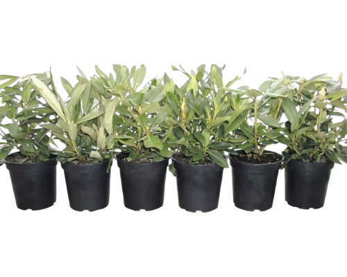 Sechs junge Rhododendron-Pflanzen in schwarzen Kunststofftöpfen nebeneinander aufgereiht.