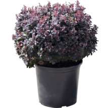 Berberitze Berberis thunbergii Atropurpurea Nana mit purpurfarbenen Blättern in einem schwarzen Pflanztopf.