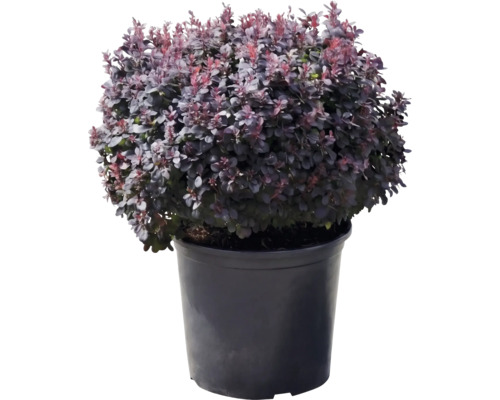 Berberitze Berberis thunbergii Atropurpurea Nana mit purpurfarbenen Blättern in einem schwarzen Pflanztopf.