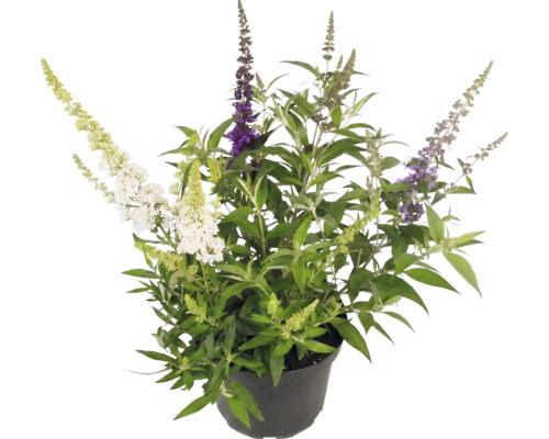 Sommerflieder Buddleja davidii mit Blüten in drei verschiedenen Farben im schwarzen Kunststofftopf.