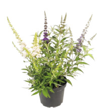 Sommerflieder Buddleja davidii mit verschiedenfarbigen Blüten in einem schwarzen Topf.
