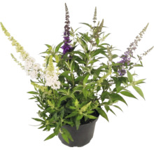 Sommerflieder Buddleja davidii Mix in verschiedenen Farben im Pflanztopf.