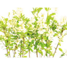 Prunkspiere mit weißen Blüten und grünen Blättern