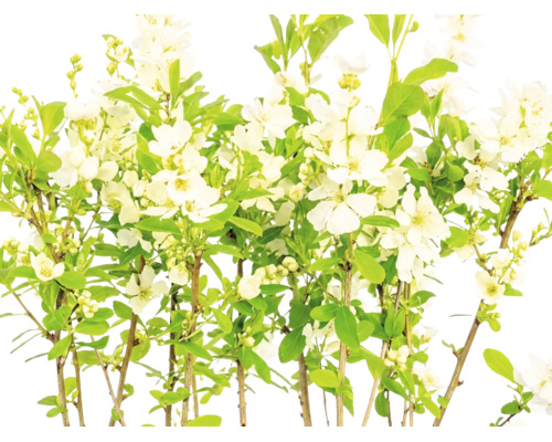 Prunkspiere mit weißen Blüten und grünen Blättern