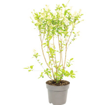 Blühender Strauch mit weißen Blüten und grünen Blättern in einem grauen Kunststofftopf.