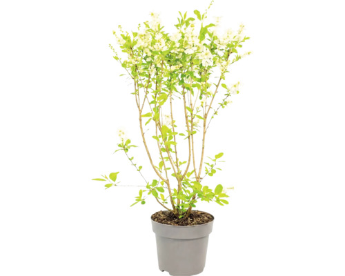 Blühender Strauch mit weißen Blüten und grünen Blättern in einem grauen Kunststofftopf.