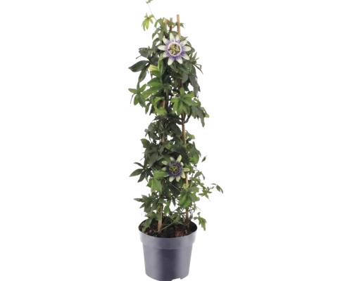 Passionsblume Passiflora im Topf mit Rankhilfe aus Bambus, grüne Blätter und charakteristische Blüten.