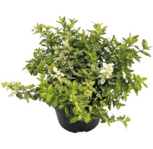 Kriechspindel Euonymus fortunei im schwarzen Topf mit panaschierten Blättern.