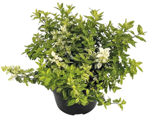 Kriechspindel Euonymus fortunei im schwarzen Topf mit panaschierten Blättern.