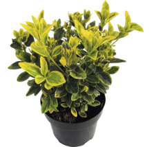 Kriechspindel Euonymus fortunei Emerald Gold mit gelb-grünen Blättern im schwarzen Topf.