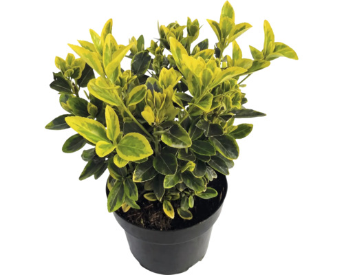 Kriechspindel Euonymus fortunei Emerald Gold mit gelb-grünen Blättern im schwarzen Topf.