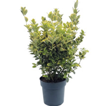 Japanischer Spindelstrauch Euonymus fortunei im Topf, immergrün, buntblättrig.