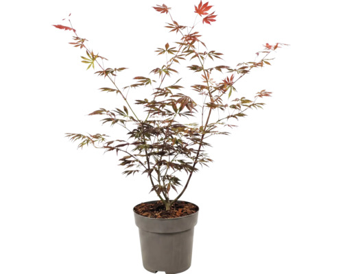 Japanischer Ahorn Acer palmatum im Pflanztopf für den Garten.