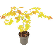 Japanischer Fächerahorn Acer palmatum Orange Dream im grauen Kunststofftopf mit gelb-orangem Laub.