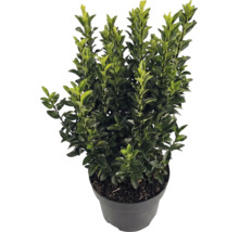 Japanische Stechpalme Ilex crenata Luxus im schwarzen Pflanztopf, immergrüner Strauch mit kleinen glänzenden Blättern.