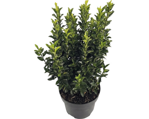 Japanische Stechpalme Ilex crenata Luxus im schwarzen Pflanztopf, immergrüner Strauch mit kleinen glänzenden Blättern.