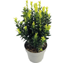 Japanischer Spindelstrauch Euonymus japonicus mit zweifarbigen Blättern in einem grauen Kunststofftopf.