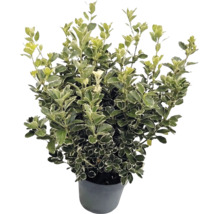 Japanischer Spindelstrauch Euonymus japonicus mit weiß-grün panaschierten Blättern im grauen Topf.