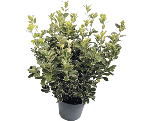 Japanischer Spindelstrauch Euonymus japonicus mit weiß-grün panaschierten Blättern im grauen Topf.