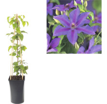 Waldrebe Clematis im schwarzen Topf mit Bambusspalier und Nahaufnahme der violetten Blüten.