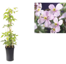 Clematis montana Rubens im schwarzen Topf mit Rankhilfe aus Bambus sowie Nahaufnahme der rosafarbenen Blüten.