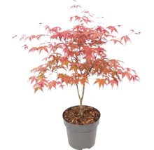 Japanischer Ahorn Acer palmatum im Kunststofftopf mit Rindenmulch.