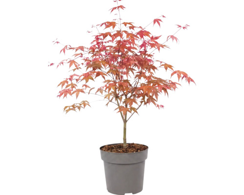 Japanischer Ahorn Acer palmatum im Kunststofftopf mit rötlichem Laub.