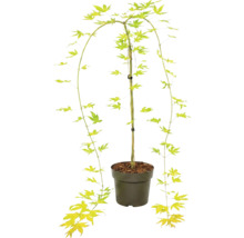 Japanischer Ahorn Acer palmatum im Kunststofftopf mit hängenden Trieben und sternförmigen Blättern.
