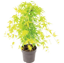 Japanischer Ahorn Acer palmatum im Kunststofftopf