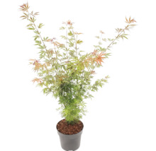 Japanischer Ahorn Acer palmatum im grauen Kunststofftopf mit feinen grün-orangen Blättern.