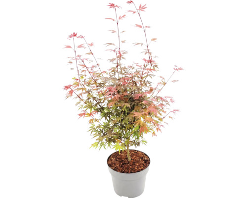 Japanischer Ahorn Acer palmatum im grauen Kunststofftopf mit Rindenmulch, fein geschlitzte Blätter.