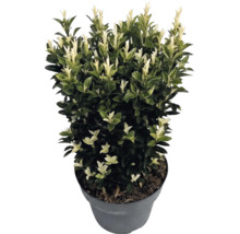 Japanischer Spindelstrauch Euonymus japonicus Paloma Blanca im Kunststofftopf mit dunkelgrünen Blättern und weißen Triebspitzen.