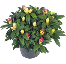 Immergrüner Rhododendron mit zahlreichen Knospen im dunklen Pflanztopf.