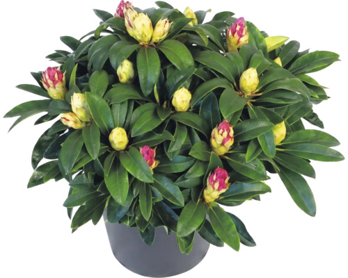 Immergrüner Rhododendron mit zahlreichen Knospen im dunklen Pflanztopf.